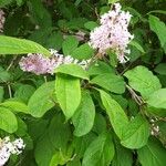 Syringa josikaea برگ