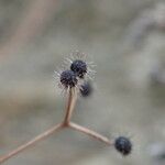 Galium rotundifolium Φρούτο