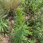 Solidago speciosa Blad