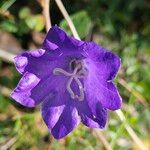 Campanula persicifolia Kukka