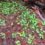 Viola sempervirens Hábito