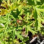 Pelargonium graveolens 叶