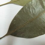 Aspidosperma spruceanum Altul/Alta