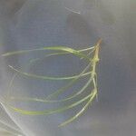 Zannichellia palustris Leaf