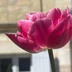 Tulipa agenensis Flower