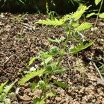 Urtica pilulifera عادت داشتن