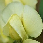 Baptisia bracteata Fleur