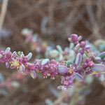 Suaeda vermiculata Blüte