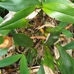 Bulbophyllum longiflorum Leaf