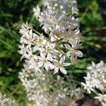 Allium tuberosum Blüte