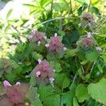 Lamium hybridumFlower