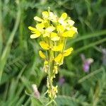 Erysimum virgatum Flor