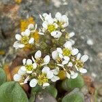 Cochlearia officinalis Flower