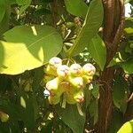 Syzygium samarangense Vili