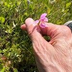 Pogonia ophioglossoides 花