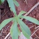 Solidago chilensis 叶