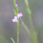 Striga parviflora Žiedas