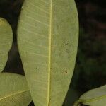 Ficus americana Leaf