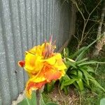 Canna × hybrida Flor