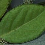 Homalium rubrocostatum Leaf