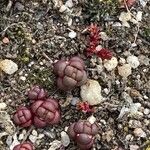 Sedum andegavense 葉