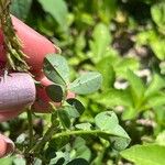 Indigofera hendecaphylla Fuelha