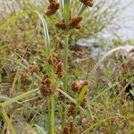 Cyperus glomeratus Tervik taim