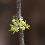 Pleiocarpa pycnantha Flower