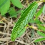 Corchorus trilocularis Feuille