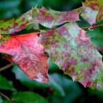 Ilex aquifolium Leaf