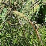 Sanguisorba hakusanensis