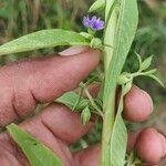 Hydrolea zeylanica Агульны выгляд