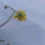 Rhagadiolus stellatus Flower