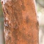 Clethra barbinervis Bark