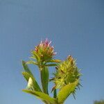 Trifolium squamosum Virág