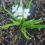 Chlorophytum tuberosum Habitus