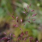 Agrostis pilosula Blüte