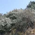 Ceanothus crassifolius Агульны выгляд