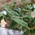 Lippia alba Foglia