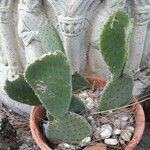 Opuntia basilaris 葉