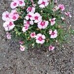 Dianthus chinensisFleur