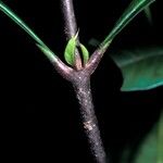 Quiina oiapocensis 树皮