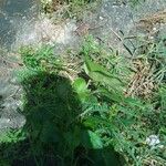 Amaranthus viridis Liść