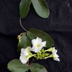 Odontadenia lutea Fuelha