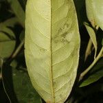 Pera arborea Blad