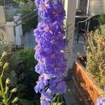 Delphinium elatumBlüte