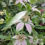 Monarda punctata Blad