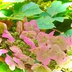 Hydrangea paniculata花