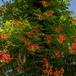 Campsis grandiflora Blomma
