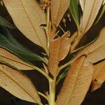 Comarostaphylis arbutoides 整株植物